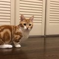 子猫が"幽霊がいると訴えるクローゼット"開けてみた結果…『…