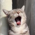 眠い時だけじゃない、さまざまな猫の『あくび』の種類9選！