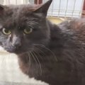 迷い猫を保護したらまさかの逸材だった…！意外な才能に『導かれたのか…