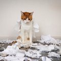 『反省している猫』がみせるサイン4選！飼い主がすべきアフターケアと…