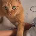 PCで作業をしていたら、そばに来た猫が…胸キュン必至の『とんでもない…