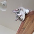 猫が『高い場所』に登りたがる理由3つ　本能が関係している？思わぬ事故を…
