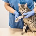 猫が『捻挫している』ときに見せる3つのサイン　異変の見分け方や取るべき…