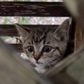 雨の日に『柵に挟まって泣いている子猫』を発見…"緊急保護"…