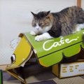 猫カフェ閉店の瞬間を撮られた猫ちゃん！？