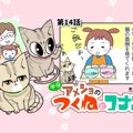 半分アメショのつくねとコナン【第14話】「生き物係」