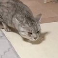 『雷がすごく苦手な猫』→鳴り出すと……可愛すぎる『歩き方』に34万いい…