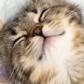 元気に走り回っていた子猫→『静かになった』と思ったら…予想外の『可…