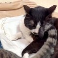 後輩猫に布団を横取りされそうになった猫→睨んでも効果がなくて…想定外な…