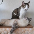 なかなか離れられない！コタツの上で過ごす猫ちゃんたちをこっそり観察