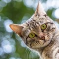 思わずゾクッとする『猫の奇妙な行動』3選　何かを感じ取っている？謎めい…
