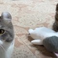 パパ猫にそっくりなぬいぐるみの登場でファミリーの反応は…?