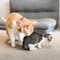 先輩猫は保護された子猫がはじめて近づいてきたら…『まさかの光景』が…