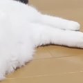 38℃の猛暑日、猫が家中を行ったり来たりして…まるでサウナに入る人間のよ…