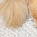 猫たちの歯磨きをしようと近づいたら…可愛すぎる『まさかの光景』に「…