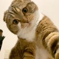 猫は落ち込んでいる人が分かる？猫が泣いている人を慰めてくれる７つ…