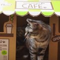 ダンボール製のカフェの店員さんに変身！？箱に入って遊ぶ猫ちゃんた…