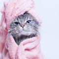 濡れている猫を『上手に乾かす方法』4選　時短に済ませるコツや工夫を…