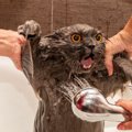 『お風呂を嫌がる猫』を綺麗にする方法3選　ストレスを減らす工夫や清…