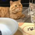 にゃんチューバーの登竜門？！初めてメントスコーラをする猫ちゃん