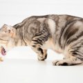 猫が『嘔吐した物の色』から原因がわかる？5種の色別の理由や注意すべきケ…