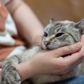 猫があなたに『甘噛み』してきたときの理由5つ　止めさせるコツや適切な対…