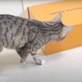 え…？姉猫ちゃんが箱に吸い込まれちゃった？心配する猫ちゃん