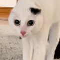 猫が『初めて家に来た父』を見た結果…嘘みたいな『見た目の変化』が54…