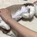 父猫だって甘えたい！短いお手てでワンツーふみふみ♪