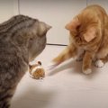 熱しやすく冷めやすい？！おもちゃに厳しい猫ちゃんたち