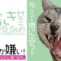 猫の為の「歯磨き講座」が池袋で開催！日程や内容をご紹介します