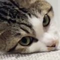 ソファの上でくつろぐネコを発見→近づいてみると…あまりにも独特な『…