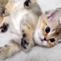 集まって寝ている赤ちゃん猫たち→１匹がドヤ顔で…まさかの『胸キュン確定…