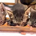 低体重の子猫３匹がウェットフードに挑戦→『どうなるかな』と思ったら…