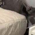 ふとベッドのほうを見たら、隙間から猫の足が出ていて…まさかの状況に「大…
