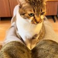 飼い主の足の間に座るネコ→足を閉じて挟んでみたら……ずっと見ていたくなる…