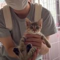 重大なお知らせ♪新たに子猫ちゃんたちが増えるワケ