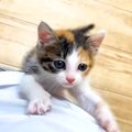 元気いっぱいな保護子猫→ずっと後を追いかけてきて…尊すぎる『微笑ま…
