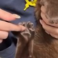 くつろぐ猫の肉球をこちょこちょしてみたら…数秒間耐えた後の『可愛す…