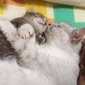 母猫が赤ちゃん猫に見せた尊い行動とは…『愛に溢れた光景』に癒やされ…