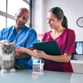 愛猫は「猫の献血ドナー」　落ち着いた性格がこの「仕事」にはぴったり！…