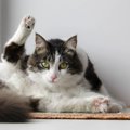 猫たちの大切な『モーニングルーティン』5選　1日のスタートを切るた…