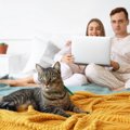 猫は女性よりも、男性の飼い主に向かって「より多く鳴く」　トルコの学者…