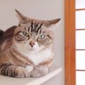 愛猫が飼い主さんに対して『信用できん』と思っているサイン3選　どん…