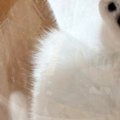 『反則すぎる』キャットタワーの透明ボウルに乗っていた猫→下から覗くと……