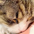 『超甘えん坊の北欧猫』と添い寝すると……隣にいる飼い主さんに見せた…