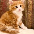 簡単に抱き上げることができた小さな子猫→3歳頃になると……大型猫の『…