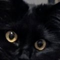 振り向いた黒猫→ペロリと『舌を出した瞬間』に撮影したら、『口元』が…