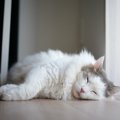 猫の危険な『眠り方』３選！こんな姿勢や症状が出ていたら注意が必要…