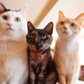 猫は『顔のかたち』でも性格が違う？4つのタイプ別に特徴をご紹介